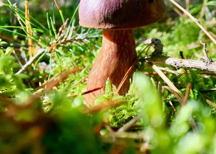 Wilcza Stodola Villa